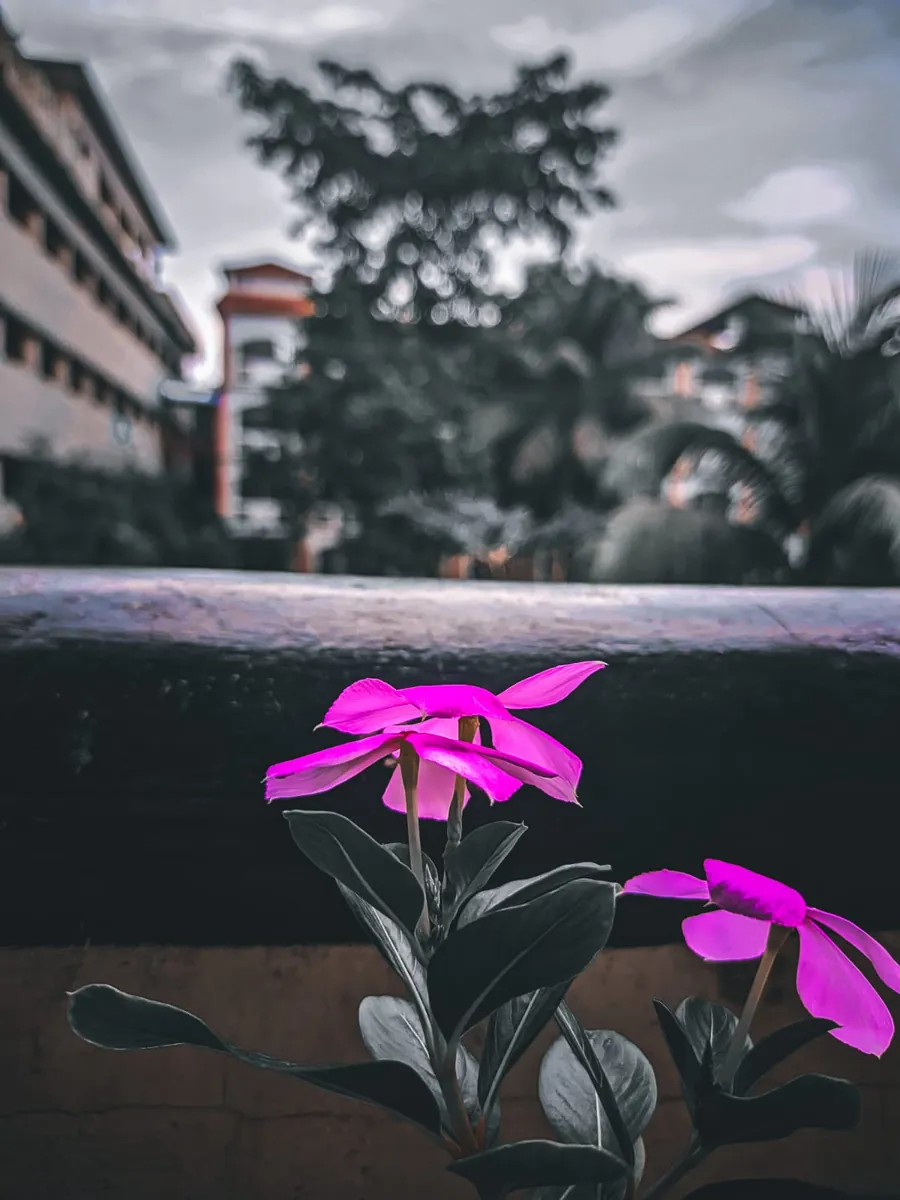 Pink flowers in colour against a black and white background