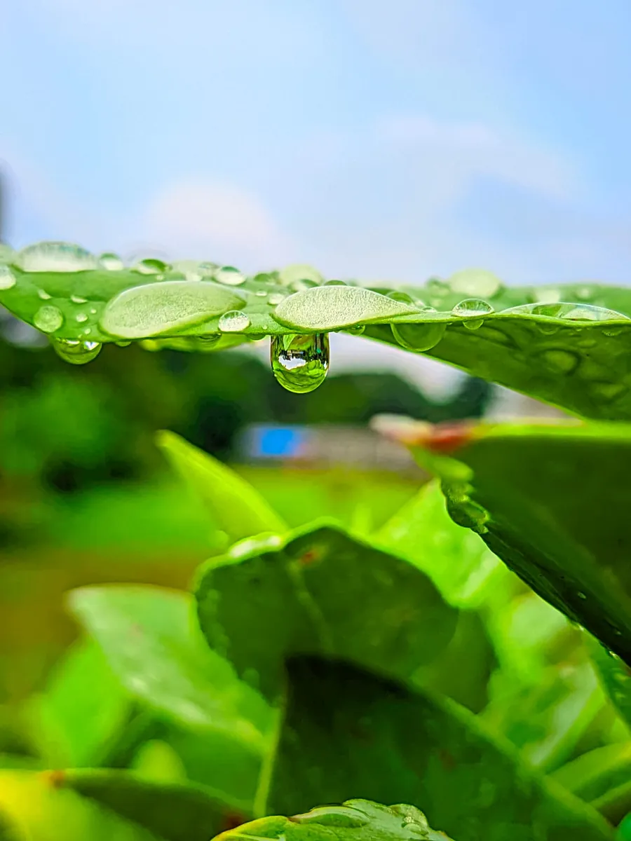 A water droplet hanging from a green leaf