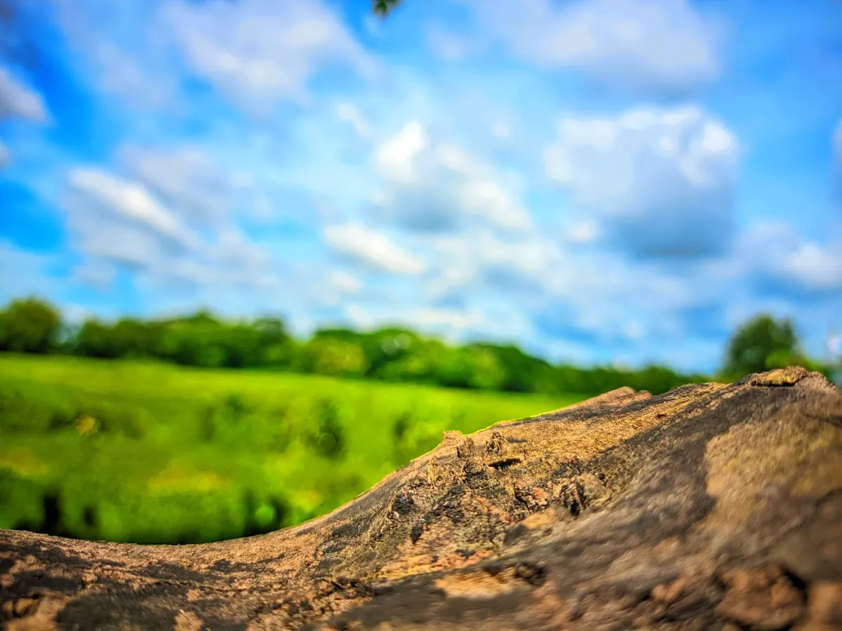 A tree trunk in front of green fields and blue sky